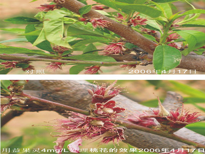 大连噻苯隆介绍叶面肥什么时候使用较好