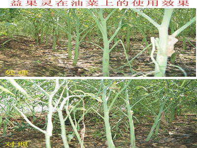 大连益果灵牌噻苯隆介绍植物助剂的使用要求